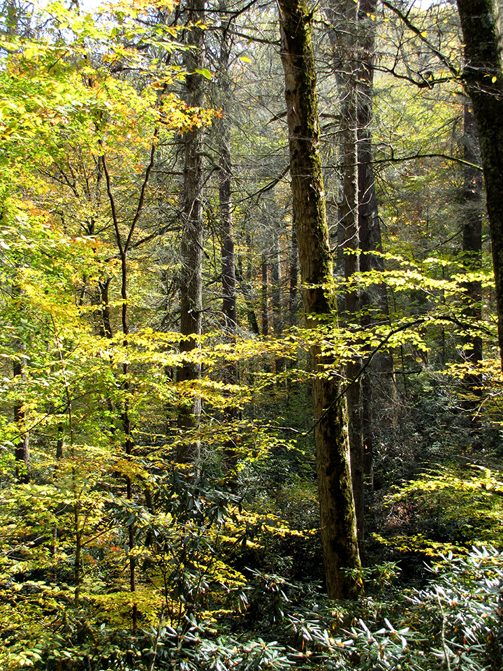 Joyce Kilmer Forest