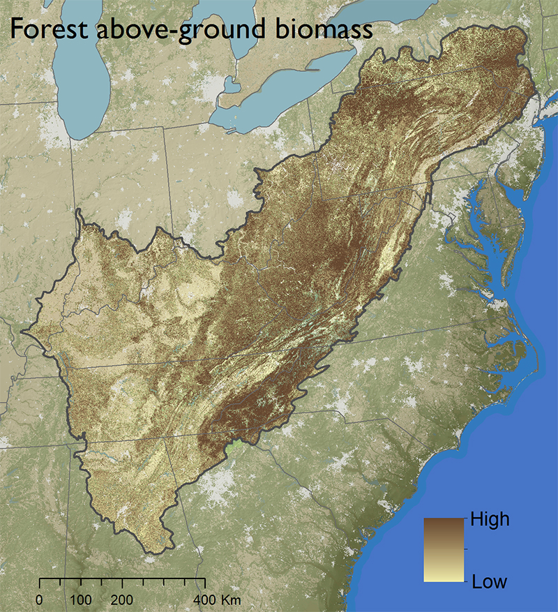 Forest above-ground biomass