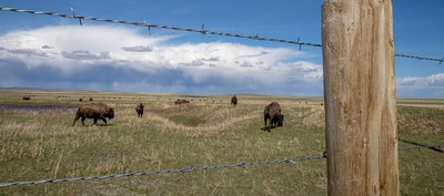 buffalo-and-barbed-wire.jpg