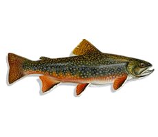 Eastern Brook Trout Joint Venture Eastern Brook Trout Joint Venture