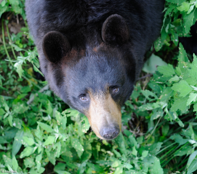 Black Bear