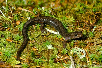Cheat Mountain salamander (Plethodon nettingi)