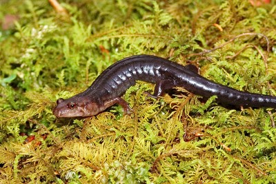 Imitator salamander, melanistic phase_squamatologist