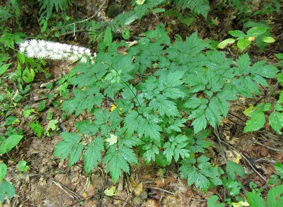 Mountain bugbane (Actaea podocarpa)