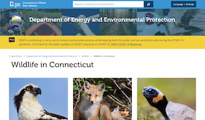 CT Department of Energy and Environmental Protection