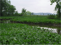 Hog Island gut at Dyke Marsh Wildlife Preserve (NPS). Tidal freshwater marsh is a diverse plant community providing numerous ecosystem services to the National Capital Region.