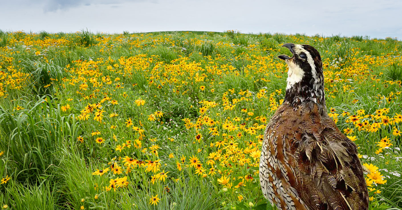 Bobwhite Quail