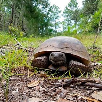 Virginia 645: Upland Wildlife Habitat Management