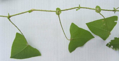 Mile-a-minute (Persicaria perfoliata) 