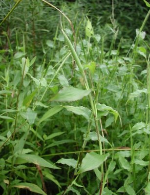 Small carpetgrass (Arthraxon hispidus)