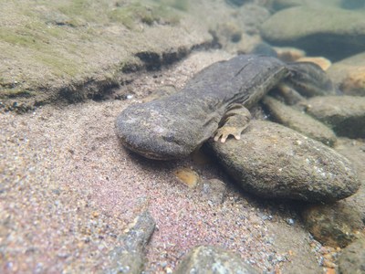Hellbenders Will Get a Second Chance to be Considered for Endangered Species Act Listing