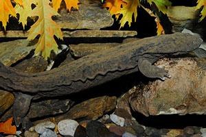2022 Was a Busy Year for the Working Lands for Wildlife Hellbender Program