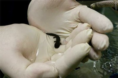 Chattanooga Zoo Announces Baby Hellbenders 