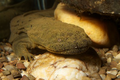 National Fish and Wildlife Foundation Central Appalachia Habitat Stewardship Program Announces Funding for Projects to Support Hellbender Conservation
