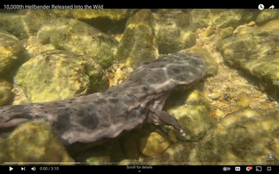 10,000th Hellbender Released Into the Wild