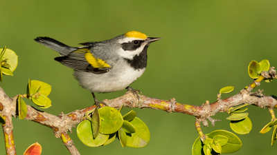 Golden-Winged Warbler General Fact Sheets