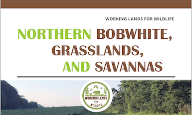 Northern Bobwhite, Grasslands, and Savannas (2022) Framework for Conservation Action