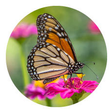 Monarch butterfly on a zinnia