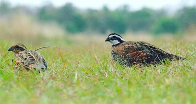 Quail and baby in grass