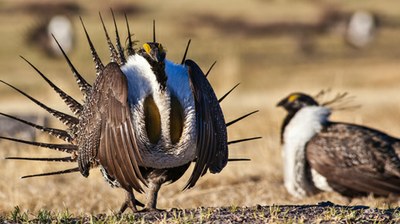 Greater Sage Grouse