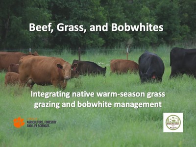 Beef, Grass, and Bobwhites w/ Jef Hodges