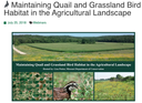 Maintaining Quail and Grassland Bird Habitat in the Agricultural Landscape