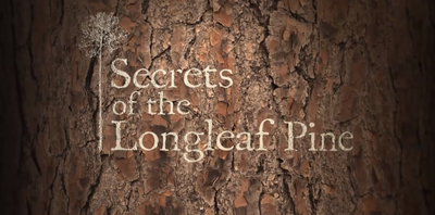 Secrets of the Longleaf Pine