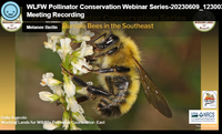 WLFW Pollinator Conservation Webinar Series: Session #3 Bumble Bees in the Southeast