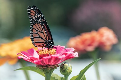 WLFW Pollinator Conservation Webinar Series