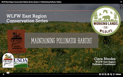 WLFW East Region Conservation Webinar Series: Session # 12 Maintaining Pollinator Habitat