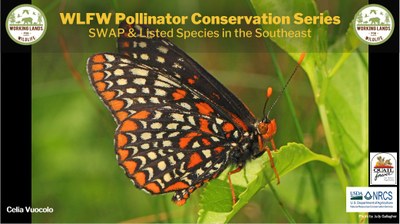 WLFW Pollinator Conservation Series: Session #5 SWAP & Listed Species in the Southeast