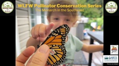 WLFW Pollinator Conservation Webinar Series: Session # 4 Monarch in the Southeast