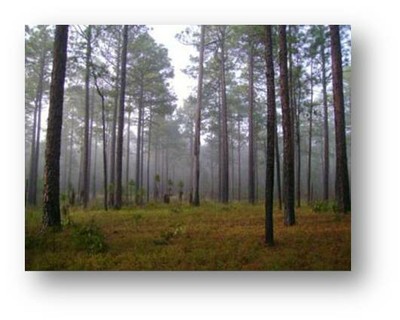 Outcomes from Delivery of NRCS's WLFW-Bobwhite in Managed Pine Savannahs