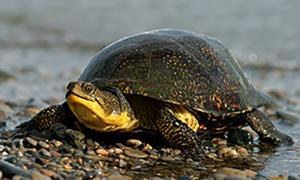 Blanding's Turtle