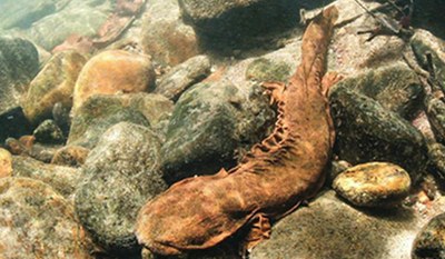 Eastern Hellbender