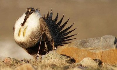 Sage Grouse