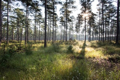 Longleaf pines with sun rays