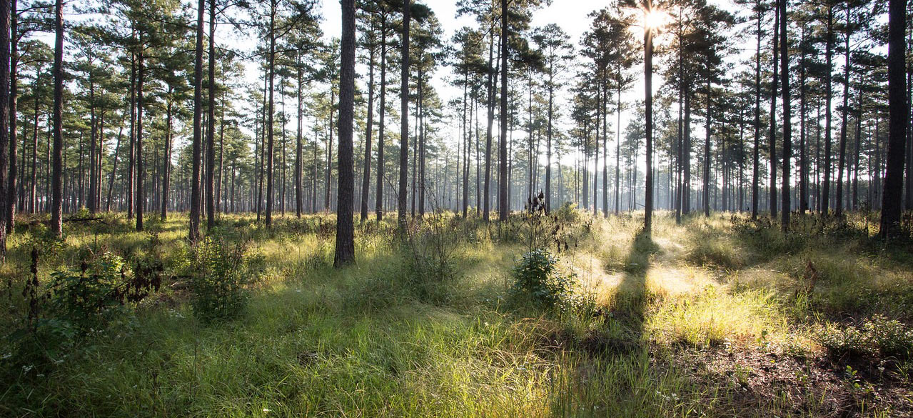 Longleaf Pine Forest