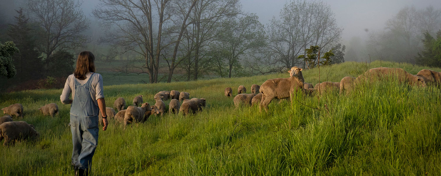 Sheep Herder