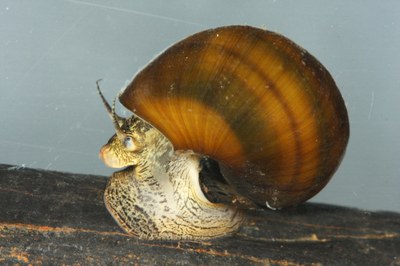 Freshwater Mollusks