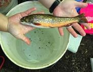A Race Against the Clock for Brook Trout Conservation