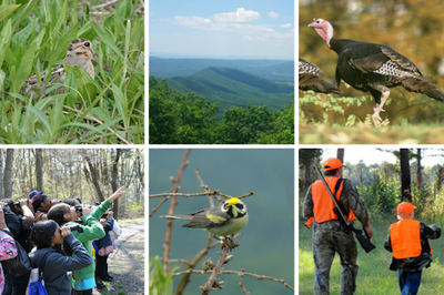AMJV Partnership Successes for Song Birds and Game Species