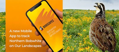 Bobscapes