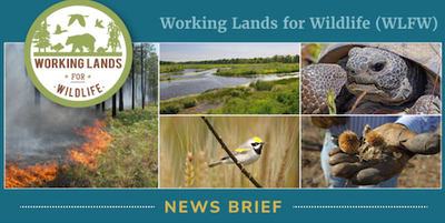 Landscape Partnership Newsletter-WLFW SE FireMap 2.0: WLFW Science to Solutions Posted