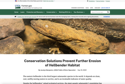Conservation Solutions Prevent Further Erosion of Hellbender Habitat