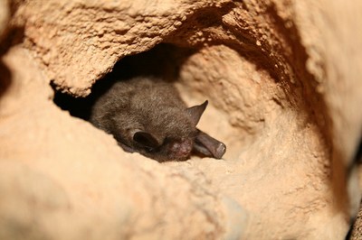 Federally Endangered Bat Found in North Georgia: First Indiana Bat in Almost 50 Years