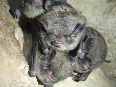 Fish and Wildlife Service, Kentucky Division of Forestry Sign Agreement Protecting Indiana Bats on State Forests