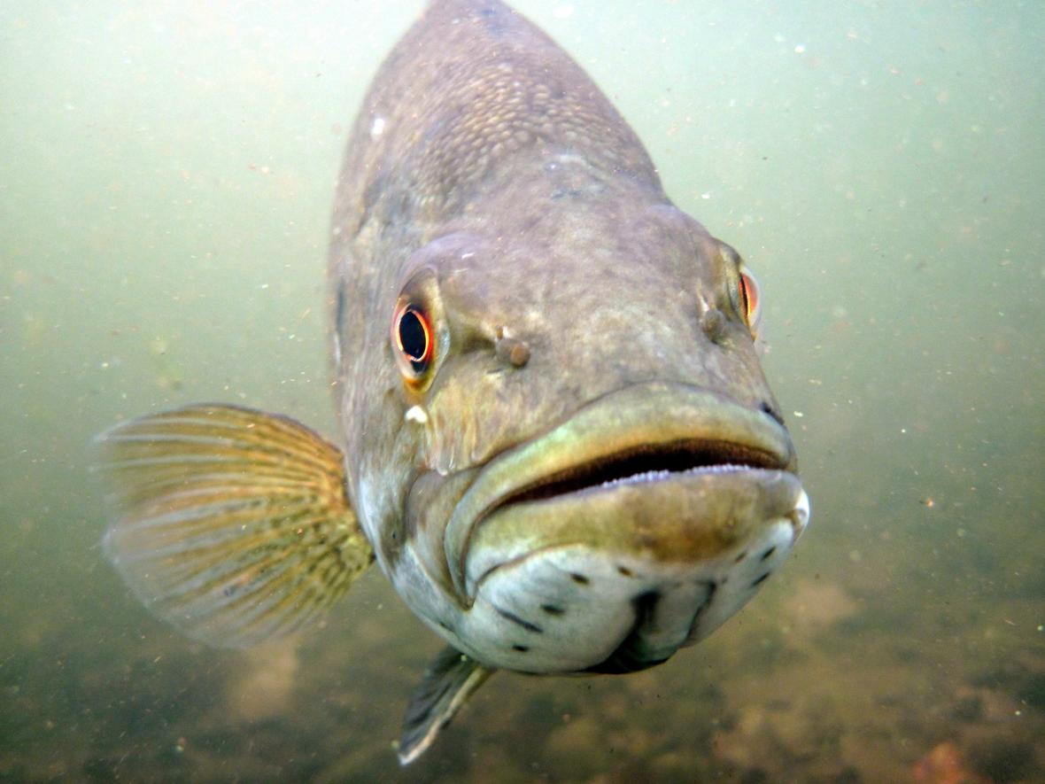 In Hot Water: Climate Change is Affecting North American Fish — Landscape  Partnership