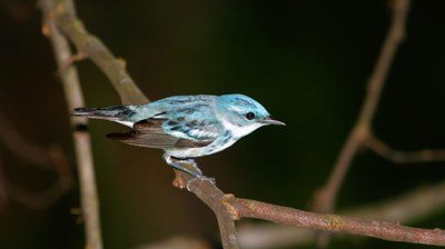 Recovery: Farm Bill Provides Hope for the Cerulean Warbler