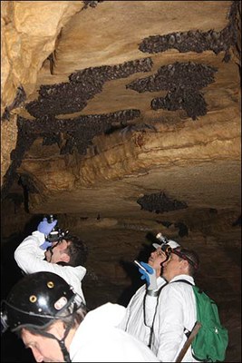 Reviewing Studies of Caves and Subterranean Biodiversity